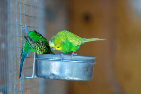 Colorful parrots in a cage at a zoo.の写真素材