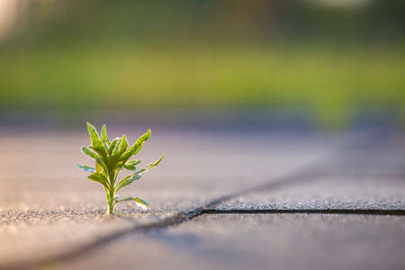 Close up of young little green plant starting to grow between concrete tiles in spring. Beginning of new life concept.の写真素材