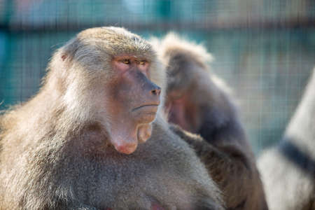 Baboon monkeys in a zoo on sunny day.の写真素材