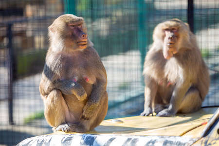 Baboon monkeys in a zoo on sunny day.の写真素材