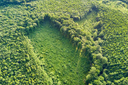 Top down aerial view of green summer forest with large area of cut down trees as result of global...