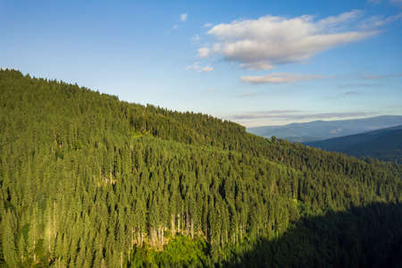 Aerial view of green mountain hills covered with evergreen spruce forest in summer.