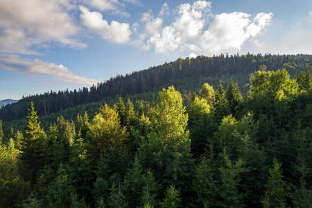 Aerial view of green mountain hills covered with evergreen spruce forest in summer.