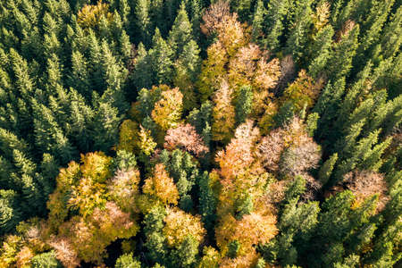 Top down aerial view of green and yellow autumn forest with many fresh trees.