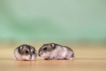 Closeup of two small funny miniature jungar hamsters sitting on a floor. Fluffy and cute Dzhungar...
