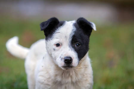 Cute puppy dog sitting on green grass in summer outdoors.