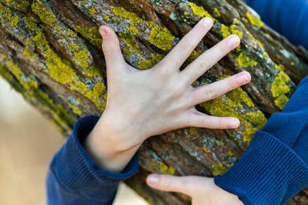 Close up of child hands embracing a tree trunk.
