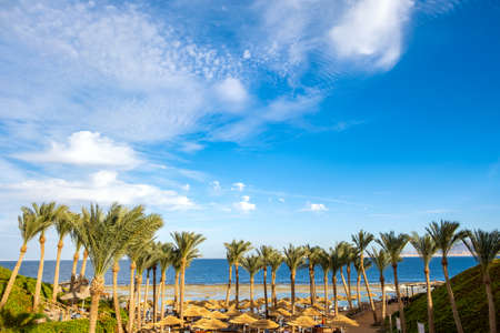 Straw shade umbrellas and fresh green palm trees in tropical region against blue vibrant sky and...