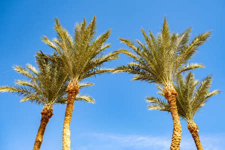 Perspective down view of fresh green palm trees in tropical region against blue vibrant sky in...