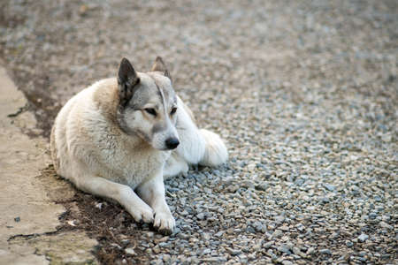 Portrait of a dog breed West Siberian Laika sitting outdoors in a yard.