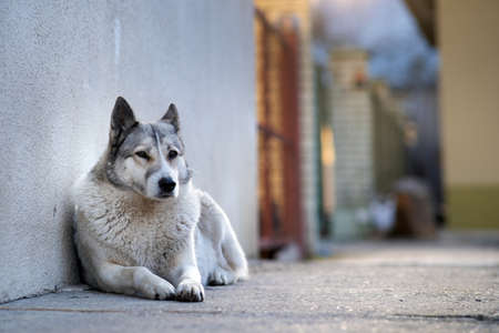 Portrait of a dog breed West Siberian Laika sitting outdoors in a yard.の写真素材