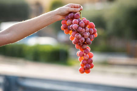 A woman holding big cluster of red juicy grapes in her hand.の写真素材