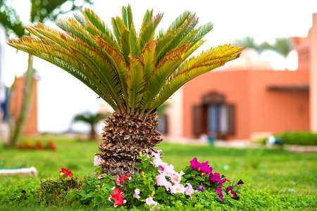 Small green palm tree surrounded with bright blooming flowers growing on grass covered lawn in tropic hotel yard.の写真素材