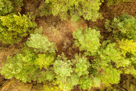 Top down aerial view of green summer forest with many fresh trees.の写真素材