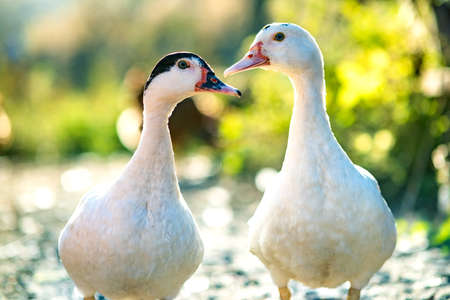 Ducks feed on traditional rural barnyard. Detail of a duck head. Close up of waterbird standing on barn yard. Free range poultry farming concept.の写真素材