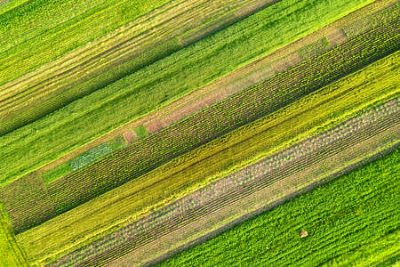 Aerial view of green agricultural fields in spring with fresh vegetation after seeding season on a...