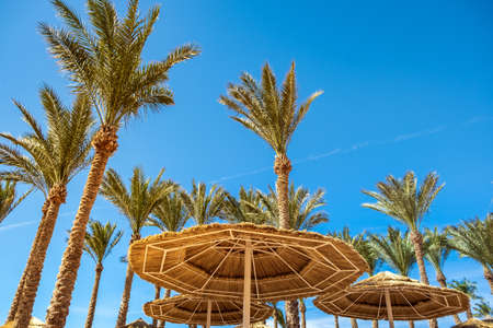 Straw shade umbrellas and fresh green palm trees in tropical region against blue vibrant sky in...