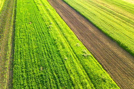 Aerial view of green agricultural fields in spring with fresh vegetation after seeding season on a...