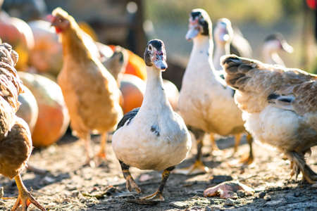Ducks feed on traditional rural barnyard. Detail of a duck head. Close up of waterbird standing on...