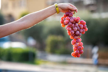 A woman holding big cluster of red juicy grapes in her hand.の写真素材