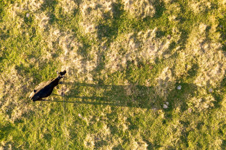 Aerial top down view of a cow grazing alone on green meadow lit by sunset light in summer.の写真素材