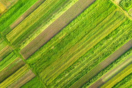 Aerial view of green agricultural fields in spring with fresh vegetation after seeding season on a warm sunny day.の写真素材
