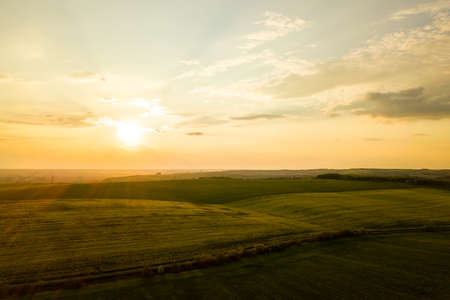 Aerial view of bright green agricultural farm field with growing rapeseed plants at sunset.の写真素材