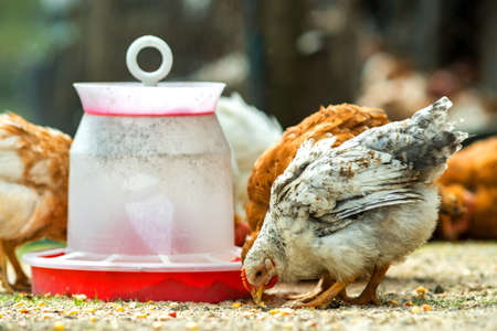 Hen feed on traditional rural barnyard. Close up of chicken standing on barn yard with bird feeder. Free range poultry farming concept.の写真素材