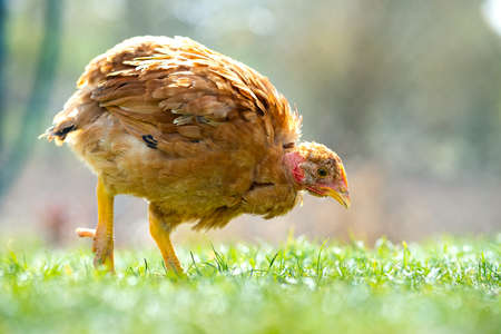 Hen feed on traditional rural barnyard. Close up of chicken standing on barn yard with green grass. Free range poultry farming concept.の写真素材