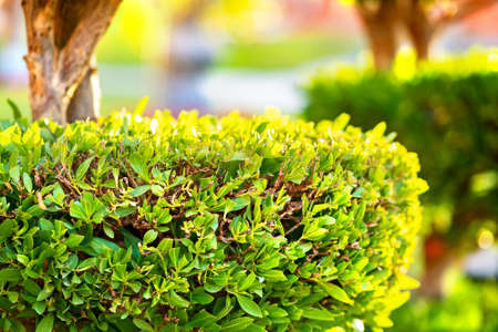 Closeup of fresh green evergreen bush with wooden trunk and vibrant green leaves growing in summer...