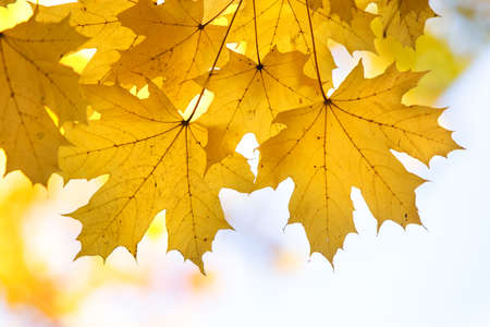 Close up of bright yellow and red maple leaves on fall tree branches with vibrant blurred background in autumn park.の写真素材