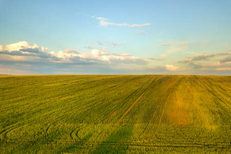 Aerial view of bright green agricultural farm field with growing rapeseed plants at sunset.の写真素材