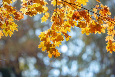 Close up of bright yellow and red maple leaves on fall tree branches with vibrant blurred background in autumn park.の写真素材