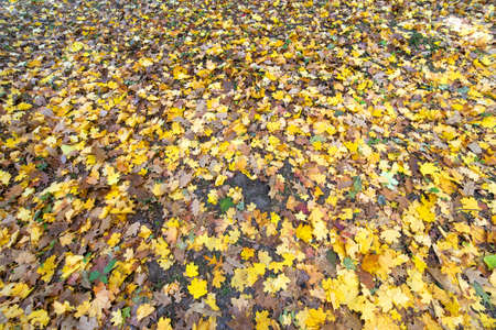 Close up of many fallen yellow leaves covering the ground in autumn park.の写真素材