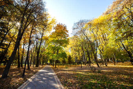Trees with fallen yellow leaves and pedestrian walkway in autumn park.の写真素材
