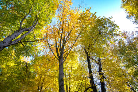 Perspective from down to up view of autumn forest with bright orange and yellow leaves. Dense woods...