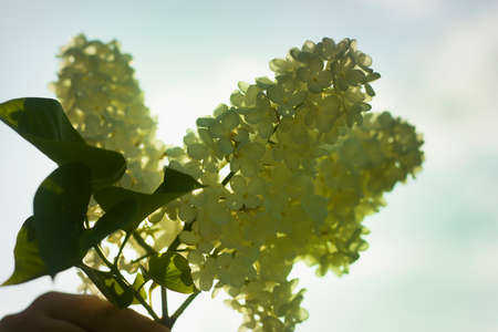 Human hand holding bouquet of blooming beautiful white lilac flowers outdoors on blue sky background.の写真素材