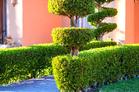Fresh bright green bushes with vibrant green leaves growing in summer garden.の写真素材