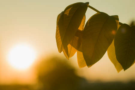 Close-up of growing apple tree brunch with big dark shiny green leaves on blurred misty background...