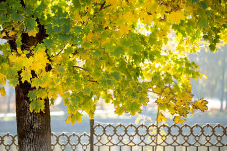 Wooden trunk of a big tree with fallen yellow leaves in autumn park.
