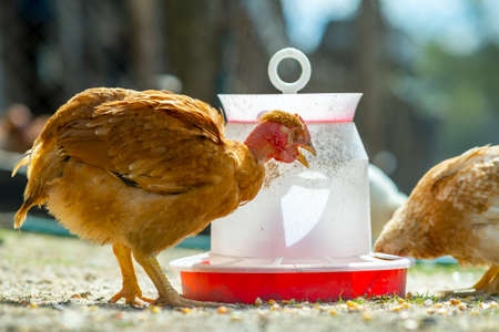 Hen feed on traditional rural barnyard. Close up of chicken standing on barn yard with bird feeder. Free range poultry farming concept.の写真素材