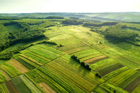 Aerial view of green agricultural fields in spring with fresh vegetation after seeding season on a...