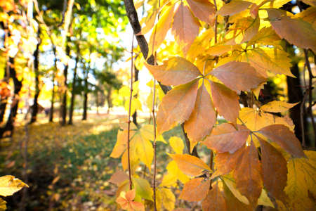 Close up of bright yellow and red maple leaves on fall tree branches with vibrant blurred background in autumn park.の写真素材
