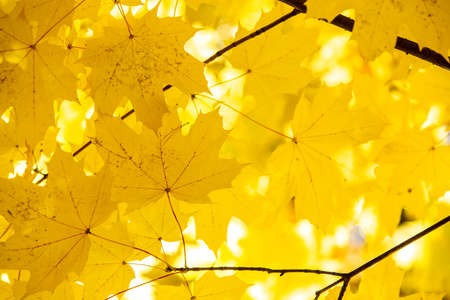 Close up of bright yellow and red maple leaves on fall tree branches with vibrant blurred background in autumn park.の写真素材