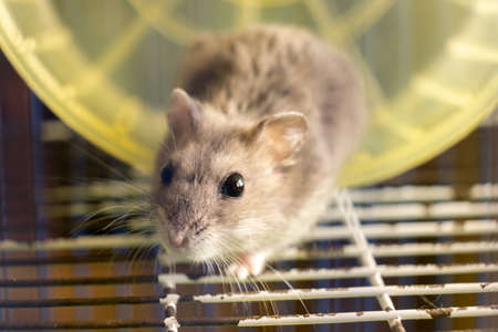 Small gray jungar hamster rat in yellow home cage.の写真素材