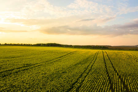 Aerial view of bright green agricultural farm field with growing rapeseed plants at sunset.