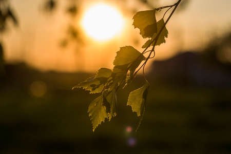Close-up of plant, tree brunch with big dark shiny leaves on blurred colorful background at sunset. Beauty of nature concept.の写真素材