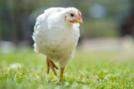 Hen feed on traditional rural barnyard. Close up of chicken standing on barn yard with green grass. Free range poultry farming concept.の写真素材