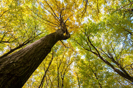 Perspective from down to up view of autumn forest with bright orange and yellow leaves. Dense woods with thick canopies in sunny fall weather.の写真素材
