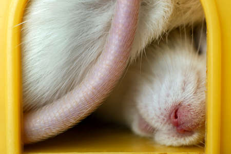Closeup of funny white domestic rat with long whiskers sleeping in yellow plastic pet house.の写真素材